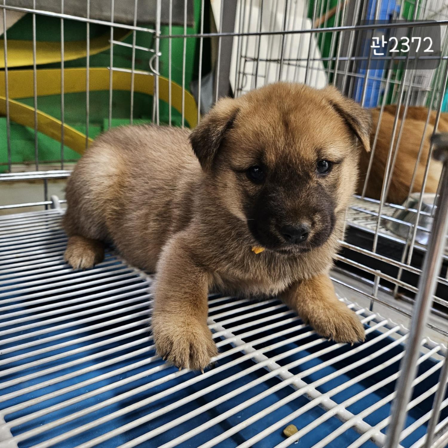 고양시동물보호센터_441394202302372